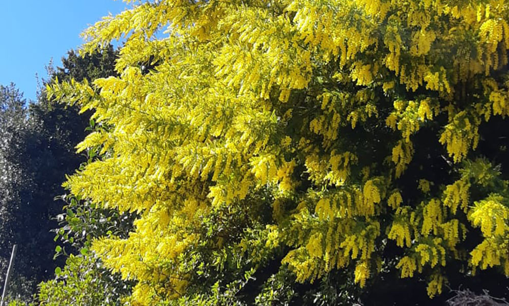 festa della donna mimose